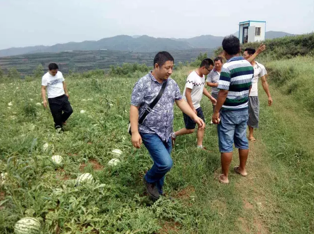 爱心行动进行中，帮扶贫困瓜农！