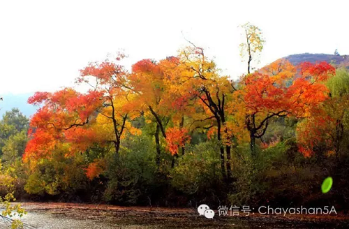 西游记之虾闹嵖岈在10月1日就要在嵖岈山盛大开幕啦