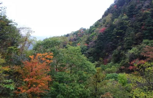 人间仙境来之不易 到洛阳白云山旅游需珍惜！