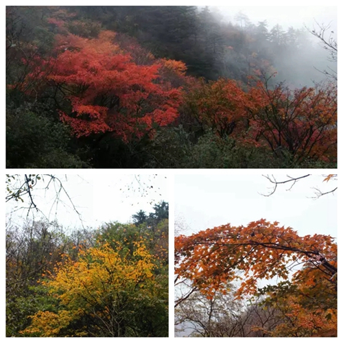 人间仙境来之不易 到洛阳白云山旅游需珍惜！