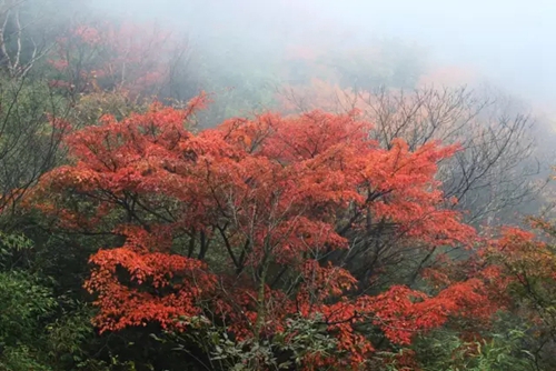 人间仙境来之不易 到洛阳白云山旅游需珍惜！