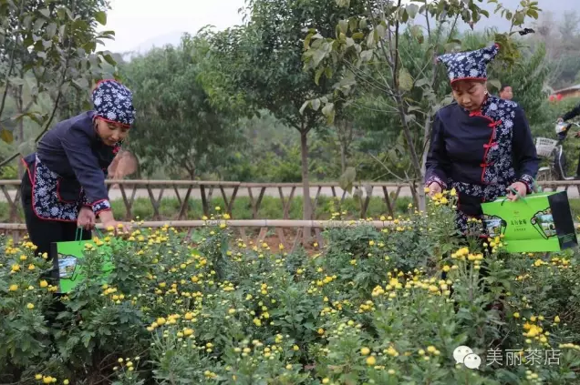 2016年林州国际和平艺术节•茶店镇第二届菊花文化旅游节的盛大开幕。