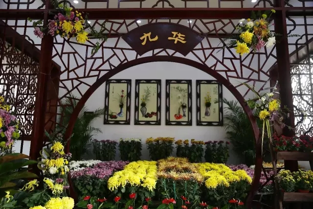 美爆了！走进清明上河园，才知道菊花也能美上天