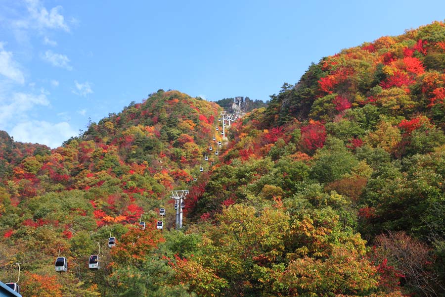 满山红叶遍中原