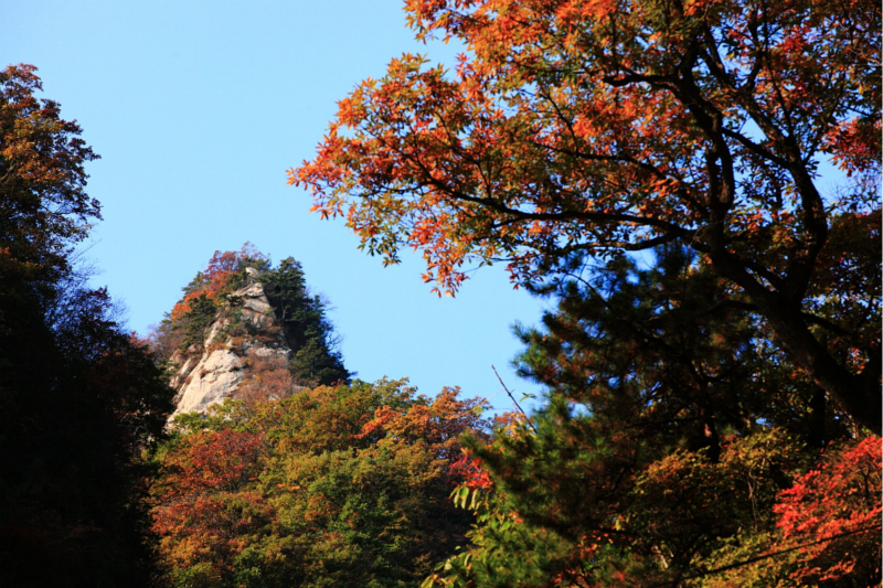 满山红叶遍中原