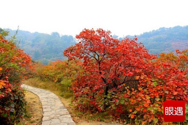 满山红叶遍中原