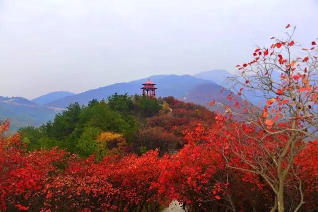 满山红叶遍中原