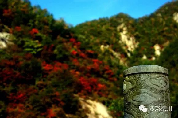 满山红叶遍中原