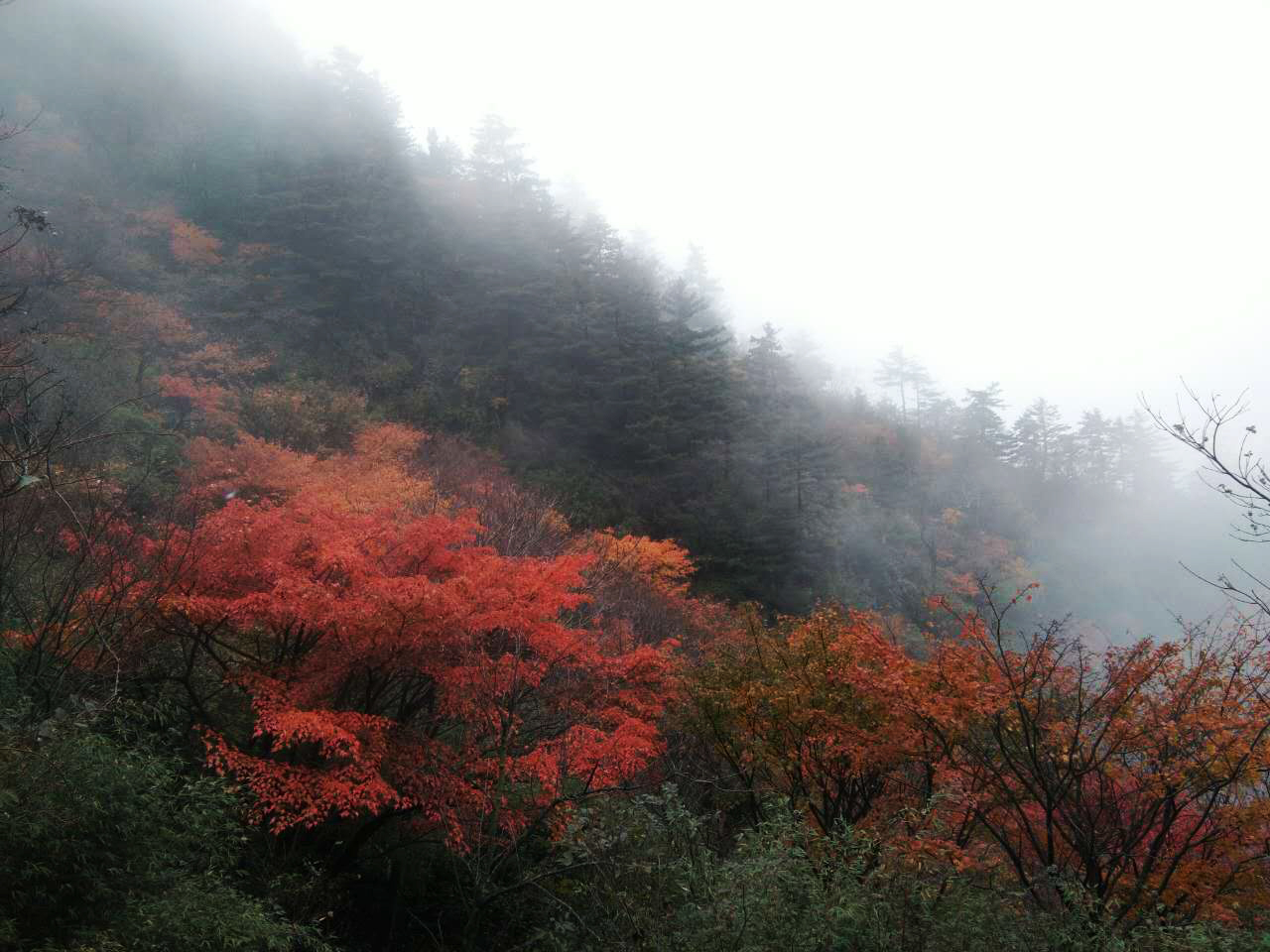满山红叶遍中原