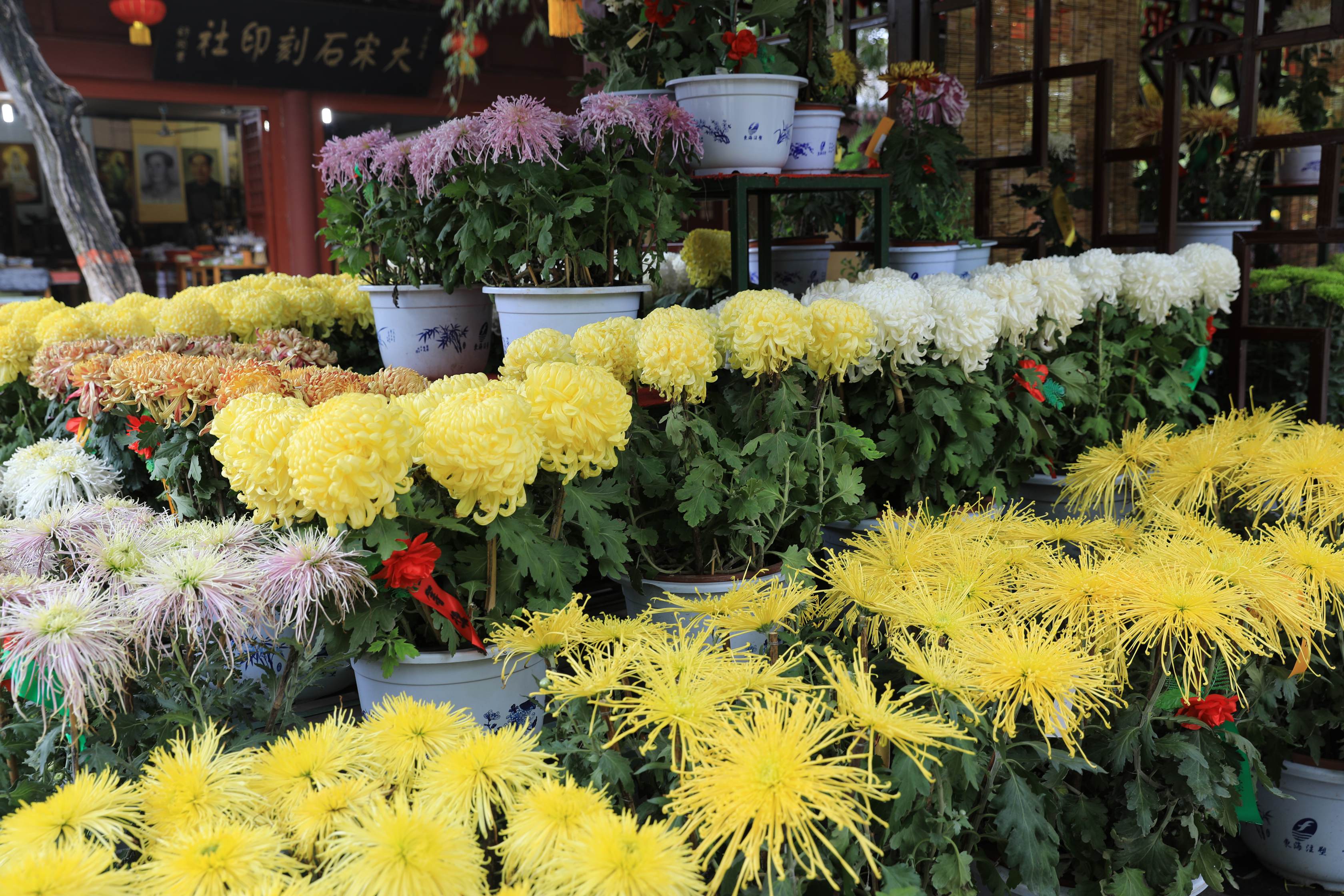 连续40年，北海赏秋菊！一年一度的菊花展又来了 | 北晚新视觉