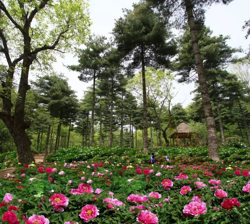 洛阳白云山旅游有限责任公司顺利通过ISO9001质量管理体系认证