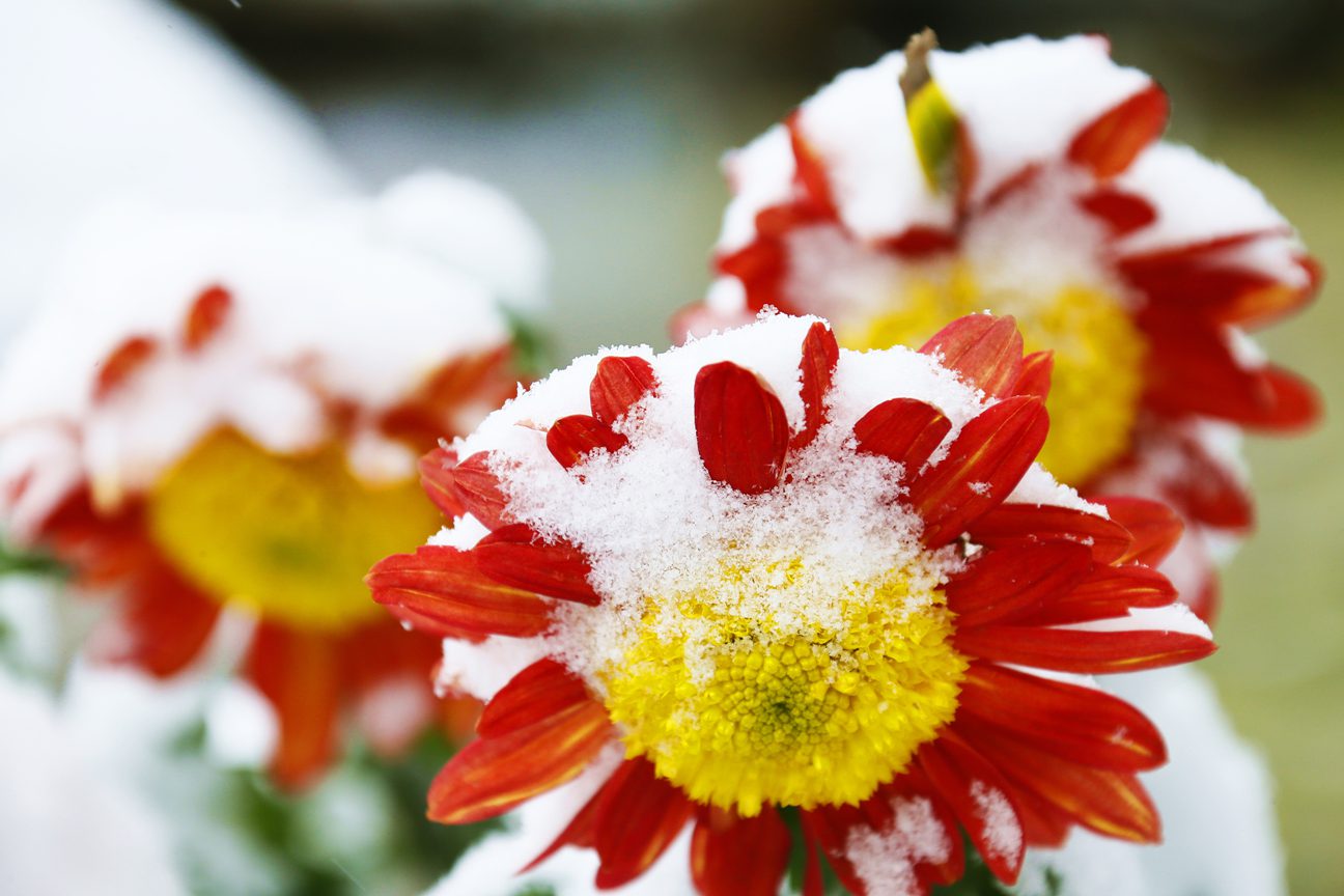 一场雪,清明上河园美成了一幅水墨画…… 一场雪,清明上河园美成了一幅水墨画……