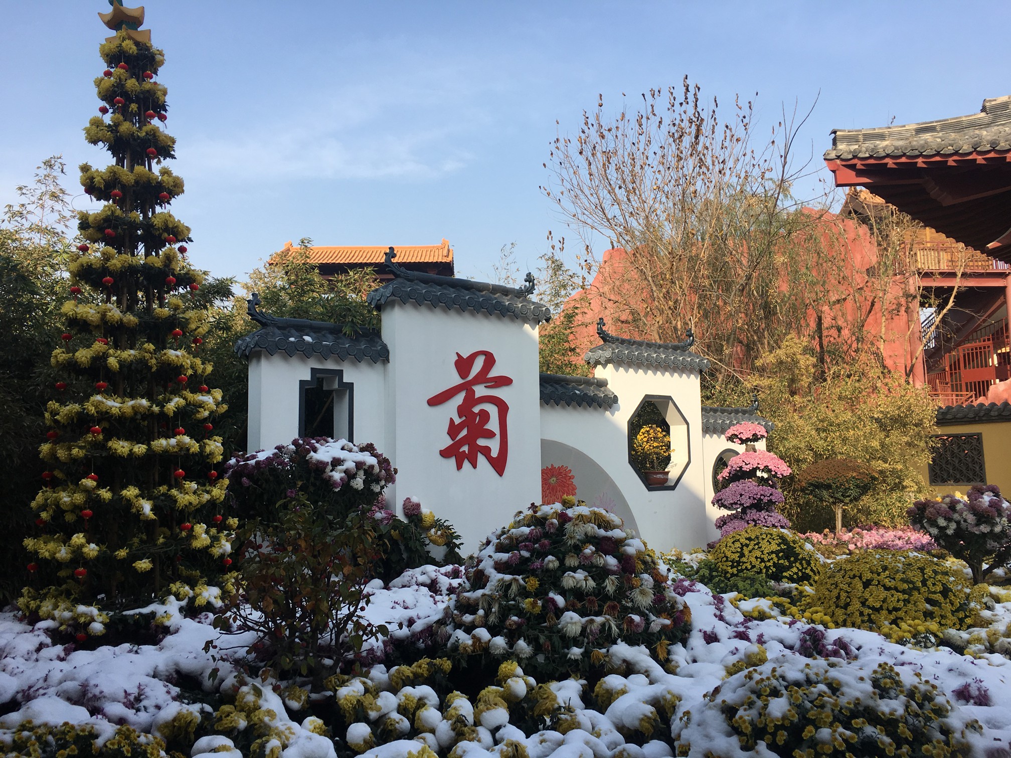 大雪过后,清明上河园的菊花,竟然这般? 大雪过后,清明上河园的菊花,竟然这般?