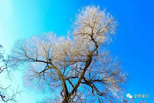 世界罕见 栾川伏牛山东北虎园再添六胞胎！