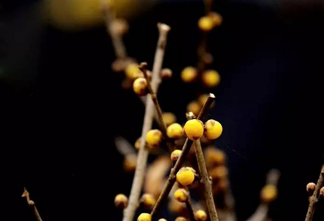 【大美许昌 】闻香何必去远行,赏梅只需到鄢陵 【大美许昌 】闻香何必去远行,赏梅只需到鄢陵