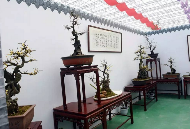 【大美许昌 】闻香何必去远行，赏梅只需到鄢陵