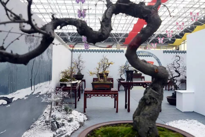 【大美许昌 】闻香何必去远行，赏梅只需到鄢陵