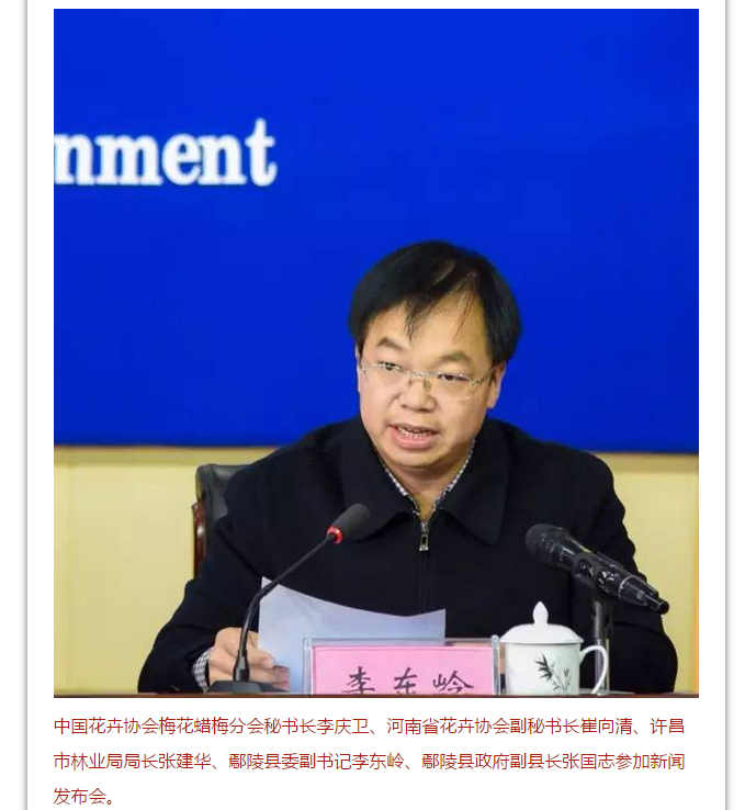 绿植苍翠，二梅飘香——第六届中国·鄢陵蜡梅梅花文化节新闻发布会今日举行