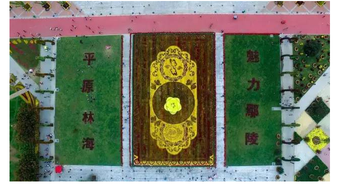 绿植苍翠，二梅飘香——第六届中国·鄢陵蜡梅梅花文化节新闻发布会今日举行