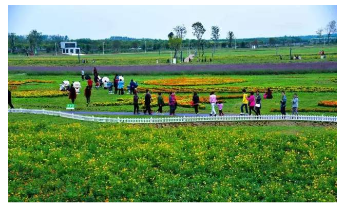 绿植苍翠，二梅飘香——第六届中国·鄢陵蜡梅梅花文化节新闻发布会今日举行