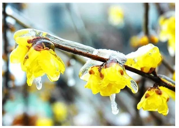 绿植苍翠，二梅飘香——第六届中国·鄢陵蜡梅梅花文化节新闻发布会今日举行