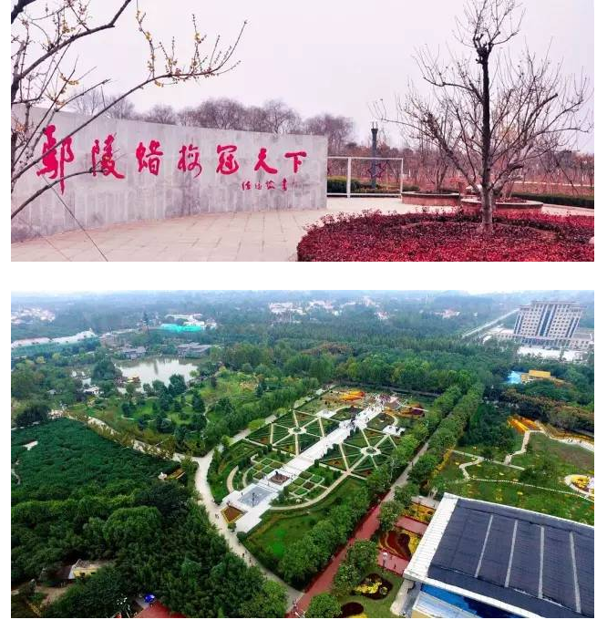 绿植苍翠，二梅飘香——第六届中国·鄢陵蜡梅梅花文化节新闻发布会今日举行