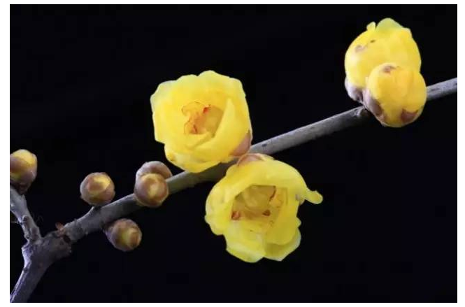 绿植苍翠，二梅飘香——第六届中国·鄢陵蜡梅梅花文化节新闻发布会今日举行