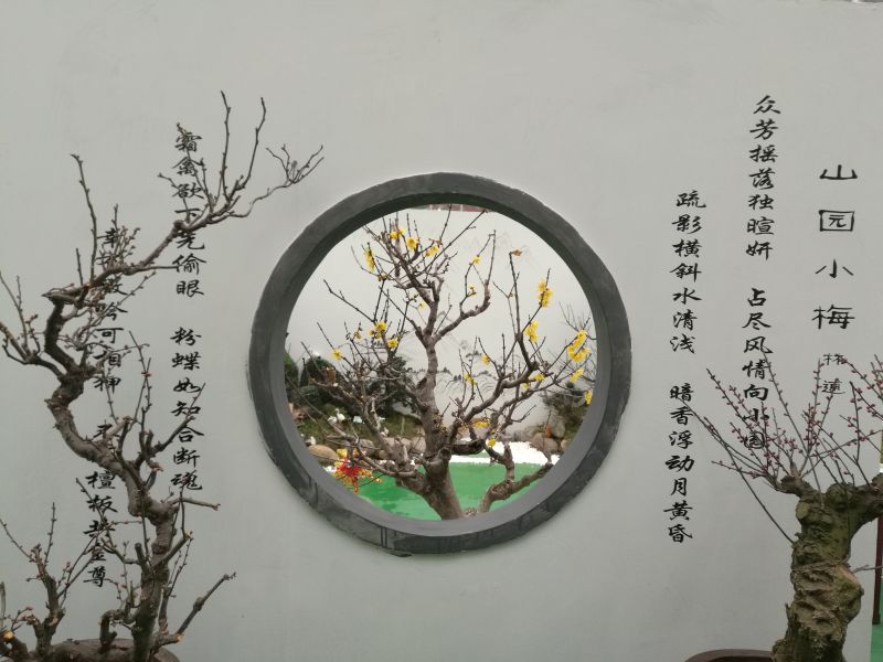 第六届中国·鄢陵蜡梅梅花文化节盛装启幕