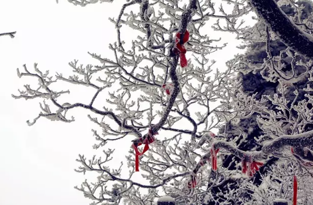 君山之上恰逢云雪雾凇