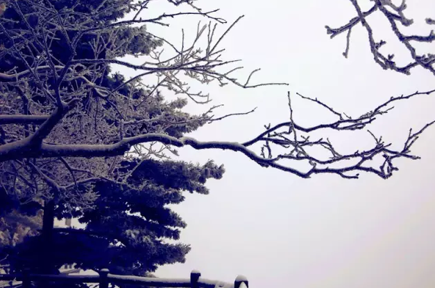 君山之上恰逢云雪雾凇