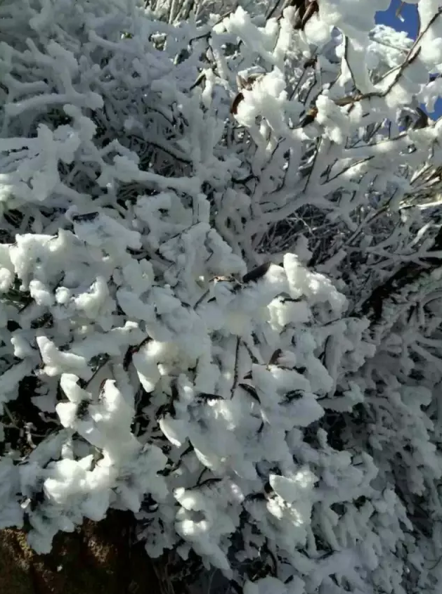元宵前夕大雪至，云霄雪海闹元宵