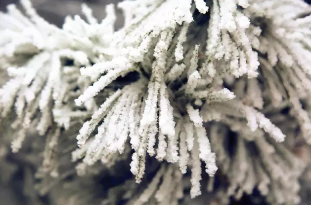 皮皮虾我们走 老君山的雪景美极了