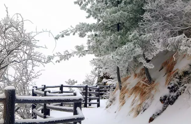 皮皮虾我们走 老君山的雪景美极了