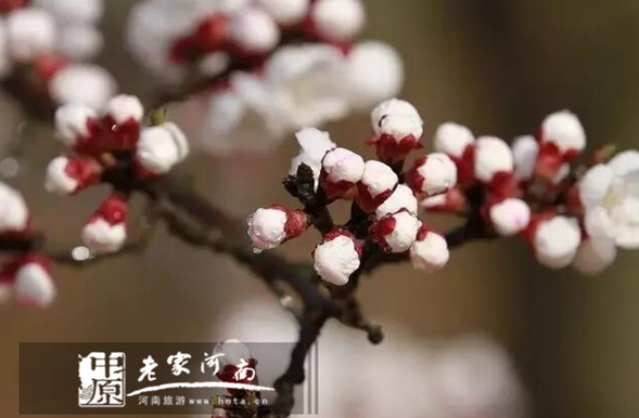 香飘芒砀 杏花仙子与您共赏杏花满枝头