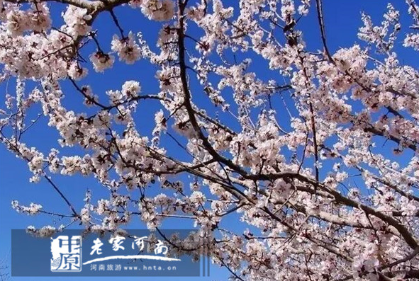 香飘芒砀 杏花仙子与您共赏杏花满枝头