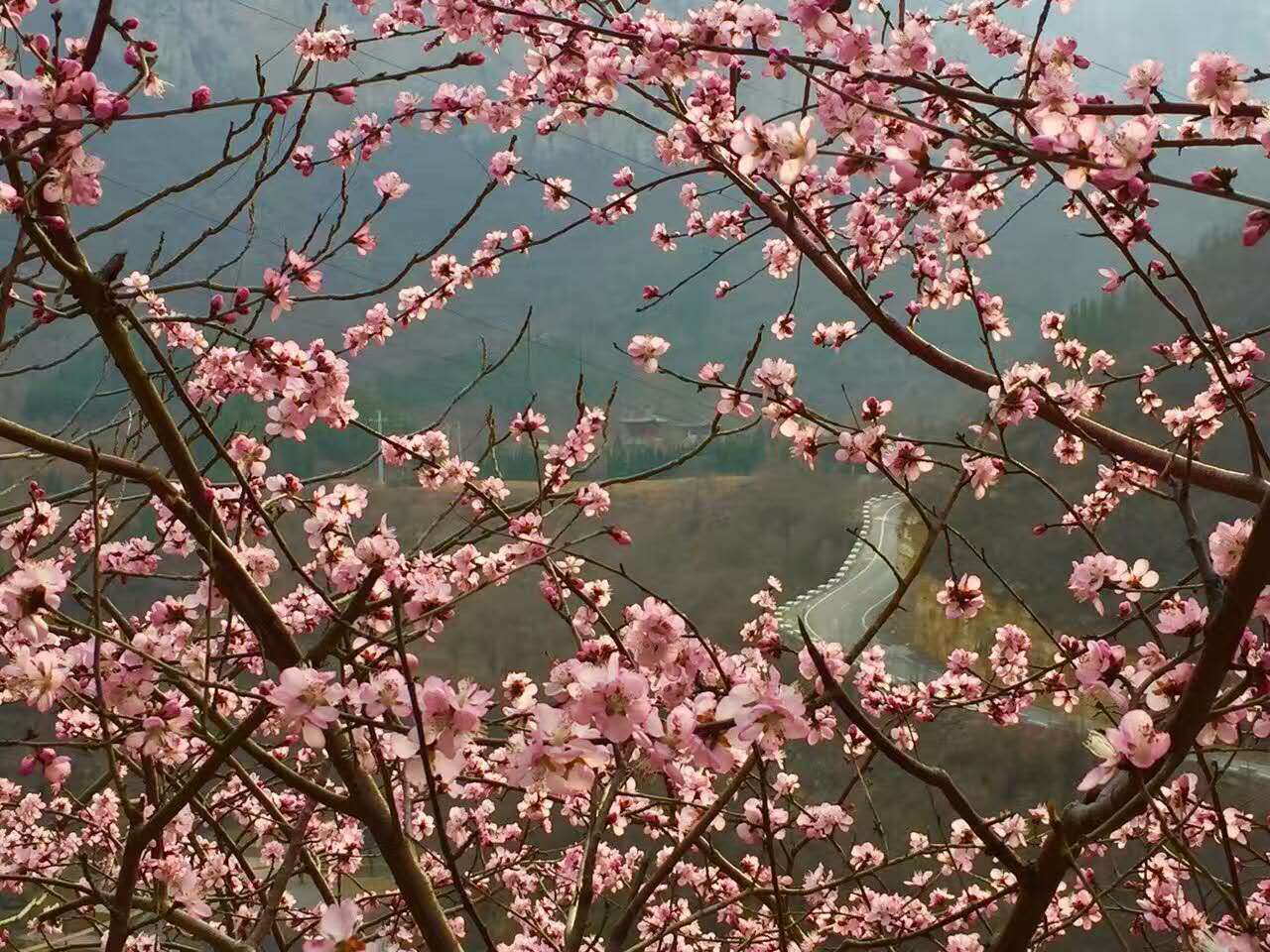 青龙山慈云寺2017年桃花祈福文化节即将拉开帷幕
