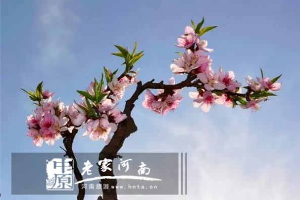 又到山花烂漫时,青天河万亩桃花竞开颜 又到山花烂漫时,青天河万亩桃花竞开颜
