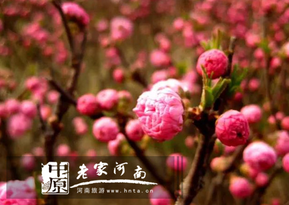 又到山花烂漫时,青天河万亩桃花竞开颜 又到山花烂漫时,青天河万亩桃花竞开颜