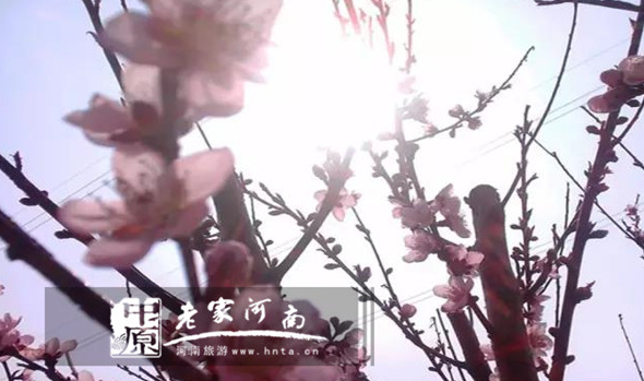 又到山花烂漫时,青天河万亩桃花竞开颜 又到山花烂漫时,青天河万亩桃花竞开颜