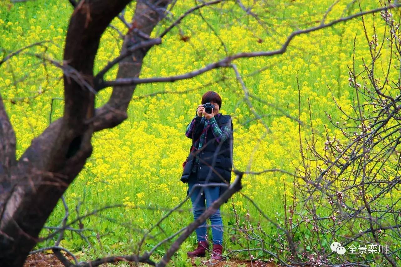 路过的风景:栾川油菜花满山 路过的风景:栾川油菜花满山