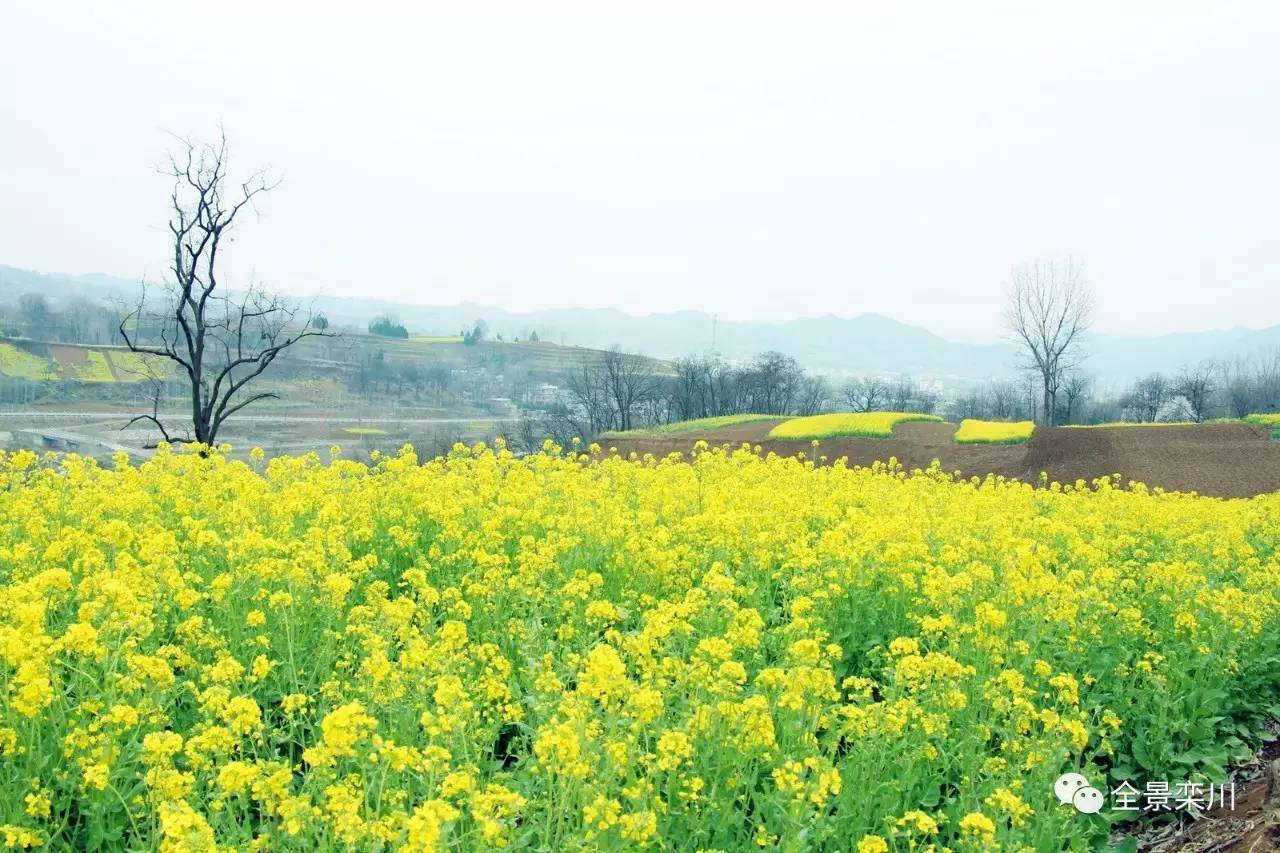路过的风景：栾川油菜花满山