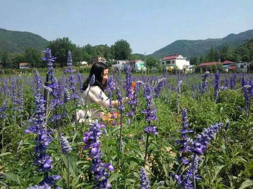 信阳西九华山:花千谷薰衣草庄园只为遇见你 信阳西九华山:花千谷薰衣草庄园只为遇见你