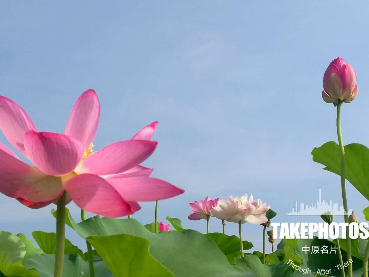 赏荷好去处，淮阳龙湖赏荷旅游月开幕式隆重举行！
