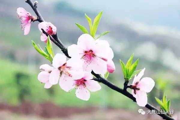 【大熊山来了】 绘一幅山水画卷 礼献中原