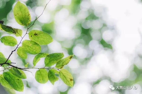 【大熊山来了】 绘一幅山水画卷 礼献中原