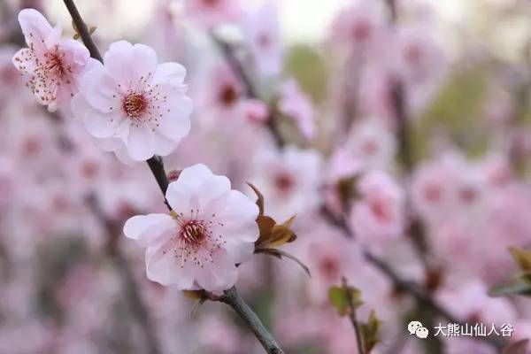【大熊山来了】 绘一幅山水画卷 礼献中原