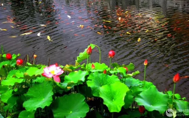 莲花温泉结伴疗养养老生活，即将开启