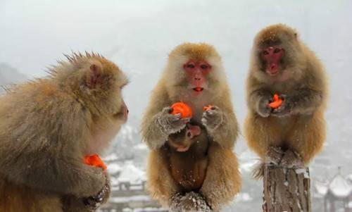 下雪了 五龙口小雪猴萌翻游客 半价优惠进行中