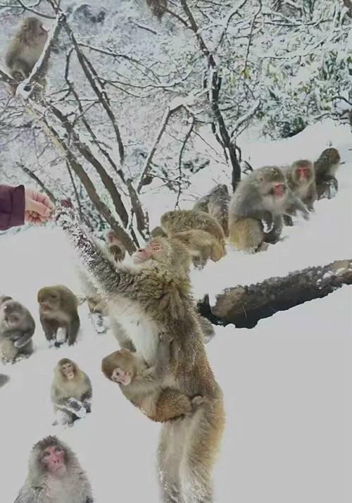 下雪了 五龙口小雪猴萌翻游客 半价优惠进行中