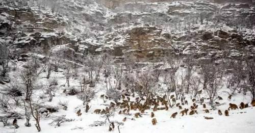 下雪了 五龙口小雪猴萌翻游客 半价优惠进行中